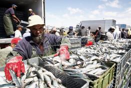 Image du Maroc Professionnelle de  Le système de la chaîne humaine pour vider la cale du bateau remplie de poissons encore vivat ! Les ouvriers s'activent énergiquement sans perdre de temps à faire passer de l’un à l’autre le panier en plastique rempli de sardines vivantes, cette dynamique dans le but de conserver la sardine toute fraîche durant l’opération de débarquement au Port de Laayoune, Lundi 8 Mars 2010. (Photo / Abdeljalil Bounhar) 